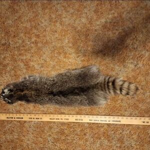 Real Racoon Animal Fur Pelt